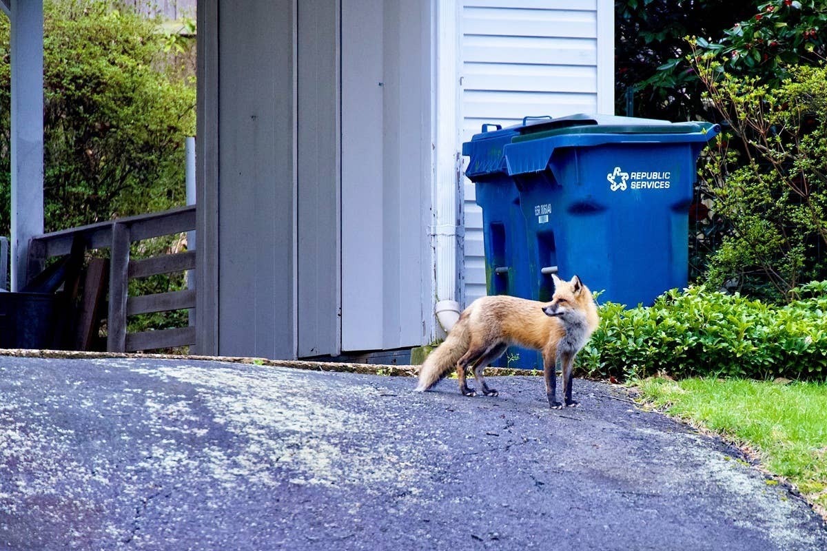  A fox drawn to the trash cans in someone's yard.