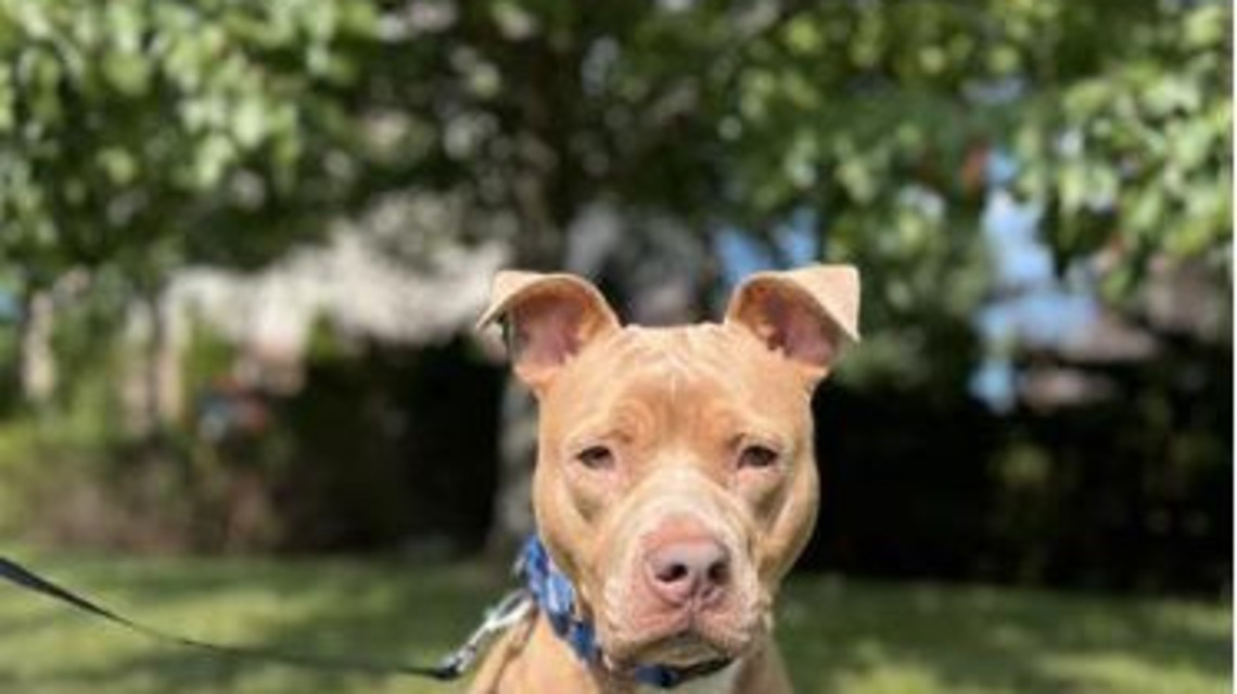 Pet of the Week: Teriyaki can bring flavor to your life 