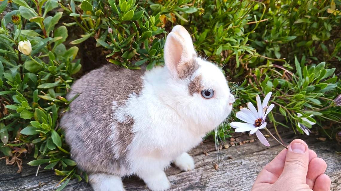 A rabbit trusting a person to feed it.