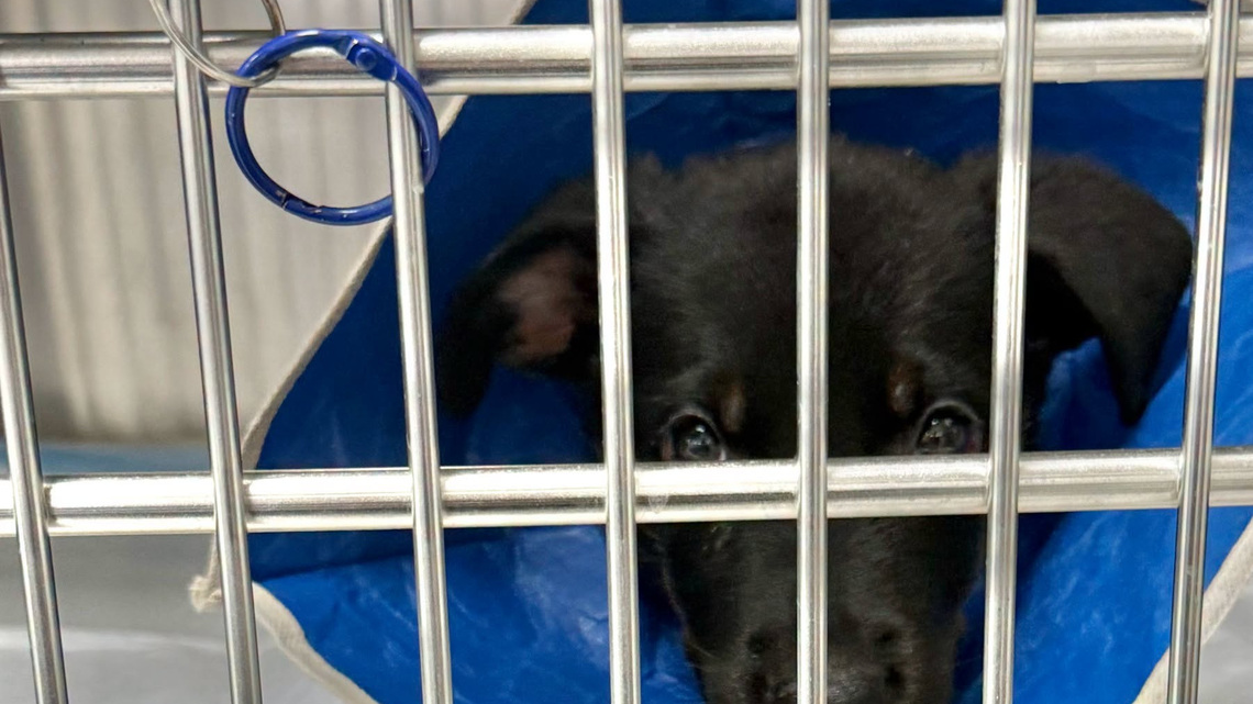 $20,000 reward offered for info on injured puppy found near Shelby Park 