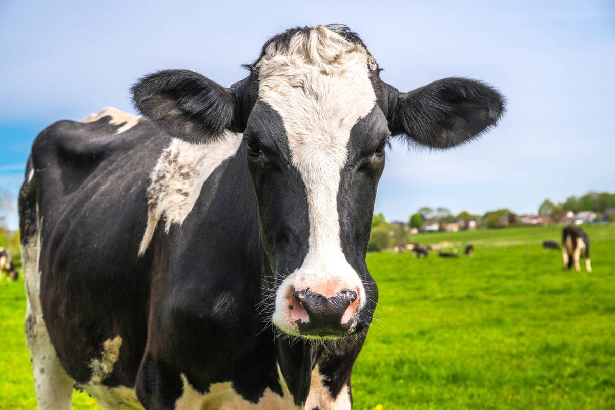 There are 250,000 milk-producing cows (and goats) in Washington.