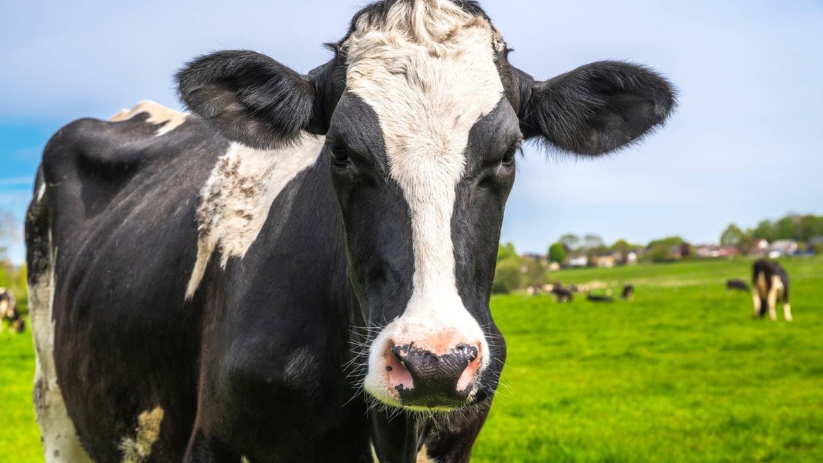 Dairy cow in pasture. 
