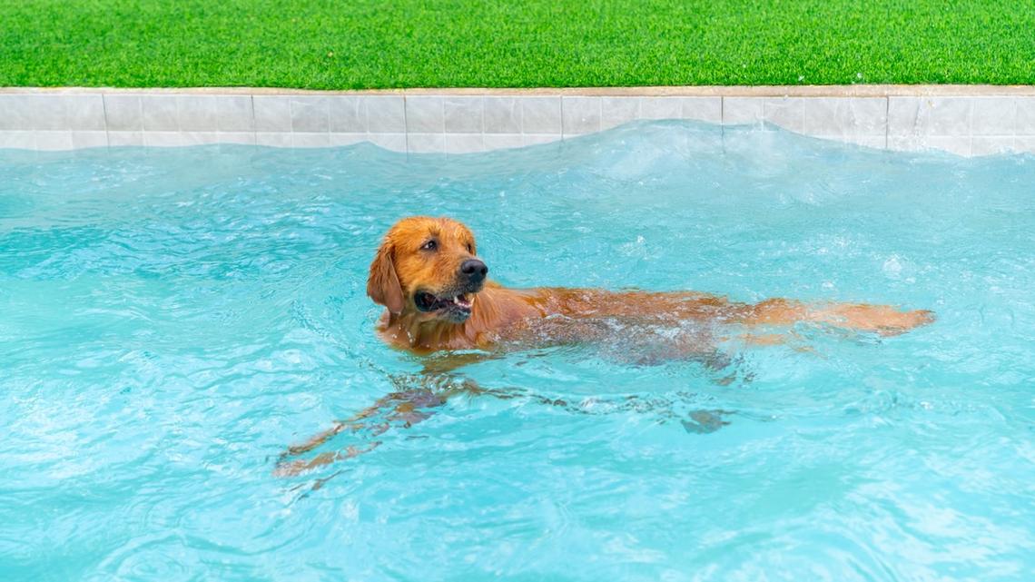 Senior Golden Retriever Has the Time of His Life Chomping Water During Therapy 