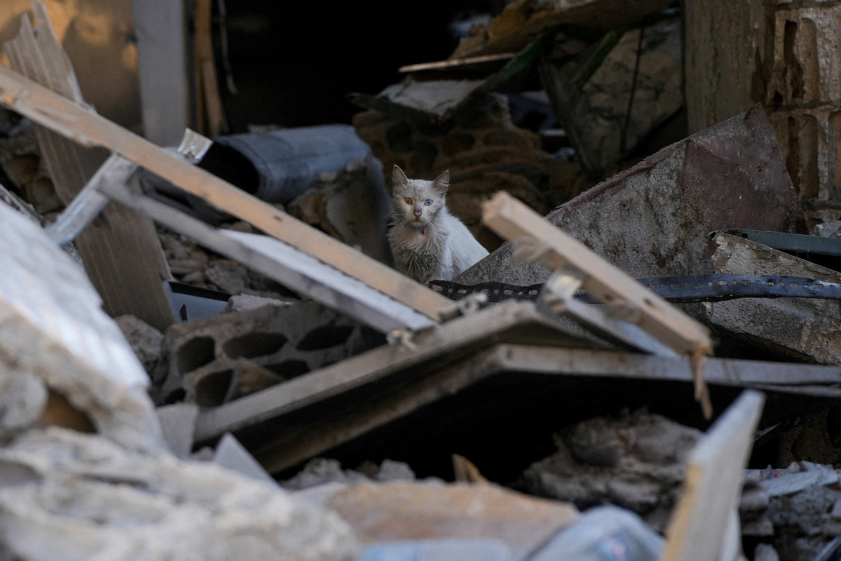A cat looks on amid the rubble in Jibchit in the Nabatieh district, Lebanon, June 16, 2026, following a deal between the United States and Iran. REUTERS/Stringer