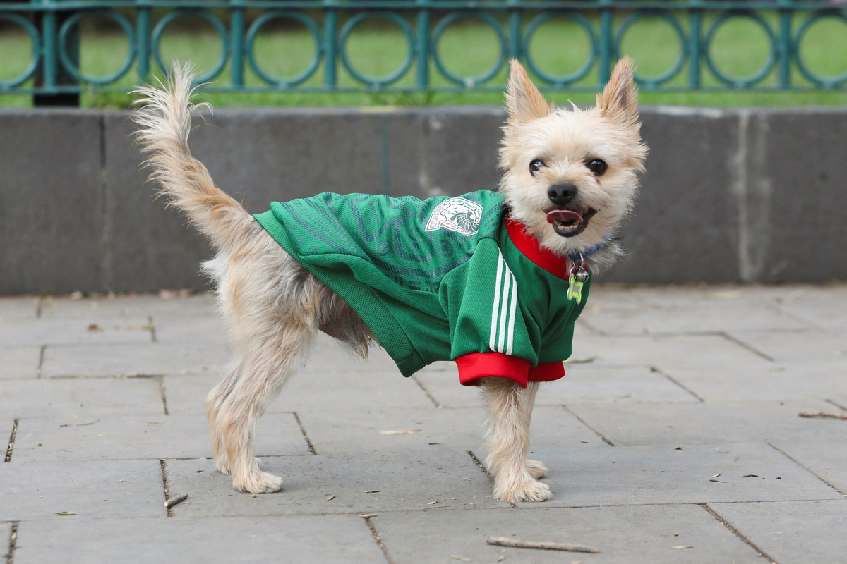 Chubby, a dog, wears a jersey of Mexico's national football team as pets are dressed for the occasion during the 2026 FIFA World Cup, which Mexico is hosting with U.S. and Canada, in Mexico City, Mexico, June 20, 2026. REUTERS/Paola Garcia