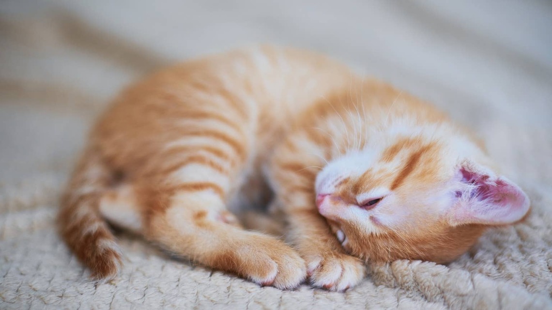 Tiny Orange Kitten Is a Feisty Little Fireball of Love