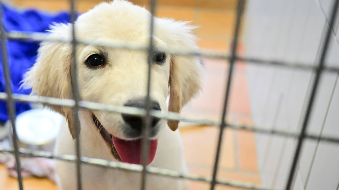 Golden Retriever Puppy Escapes From 'Doggy Jail' in the Funniest Way Possible 