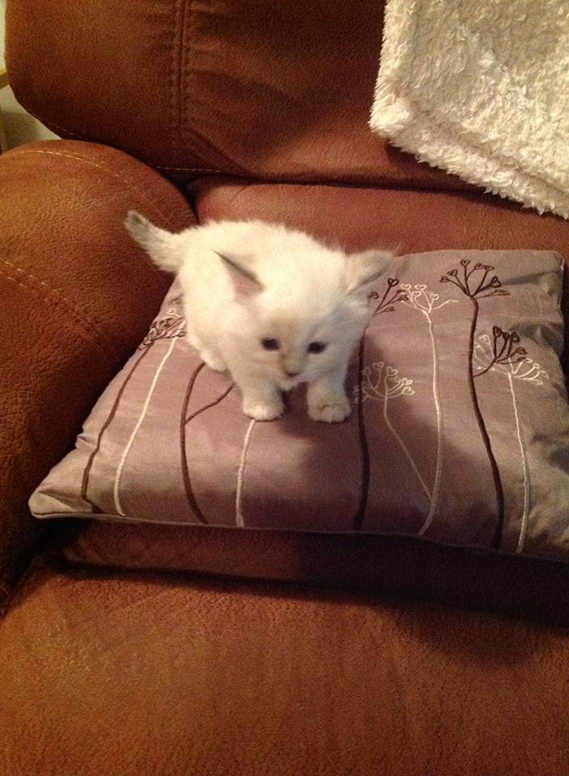  Binky as a kitten. (Warren Croft via SWNS) 