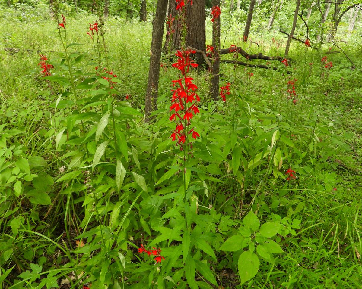  Lobelia cardinalis (Cardinal Flower) Native North American Wetland Wildflower.