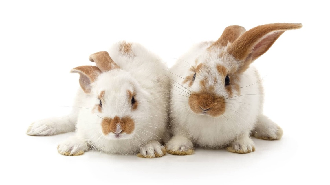 These Bunnies Got Five-Star Room Service, and We're Officially Jealous 