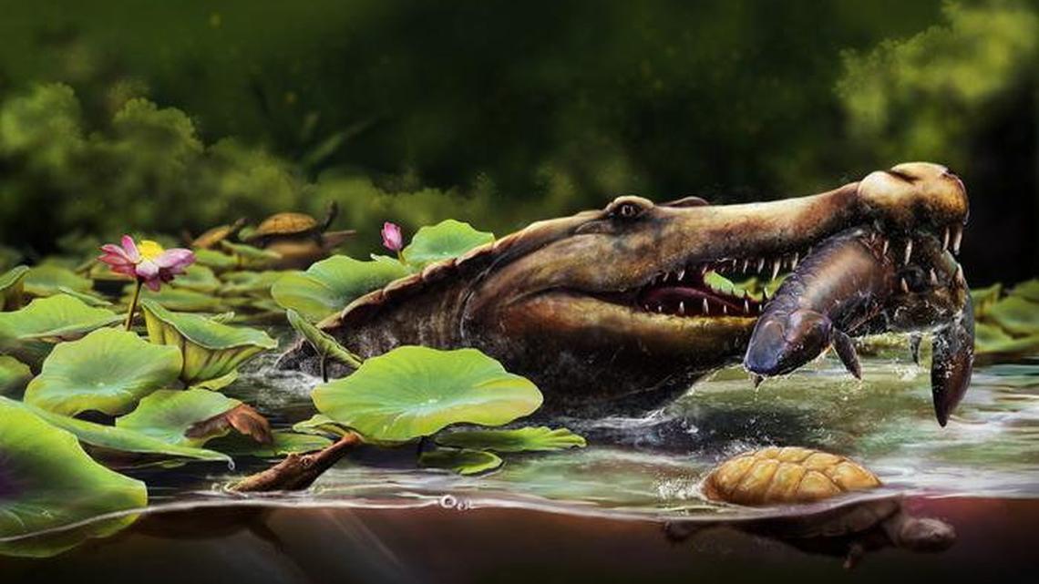 Life reconstruction of Wadisuchus kassabi from the Late Cretaceous of Egypt, showing an adult capturing a lungfish in a wetland, with a juvenile nearby. (Nathan Dehaut via SWNS). 