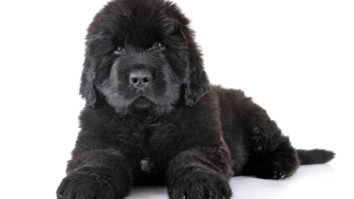 Giant Newfoundland's Zoomies Look Like Godzilla Just Moved Into the House 