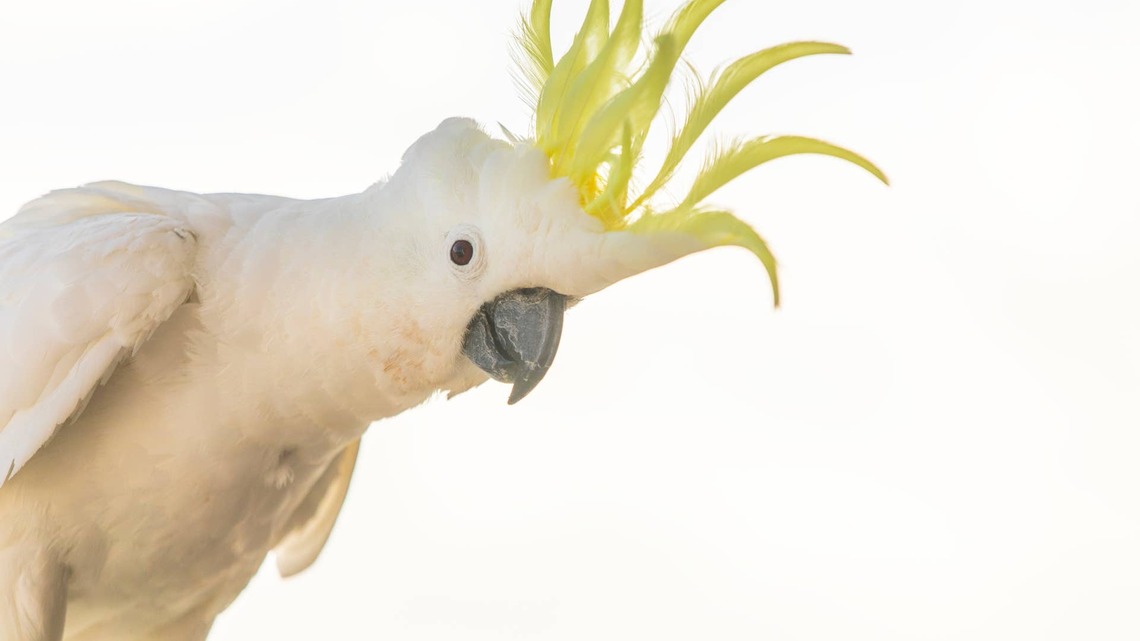 Cockatoo in His Villain Era Chases Mom With a Hilarious Cackle 