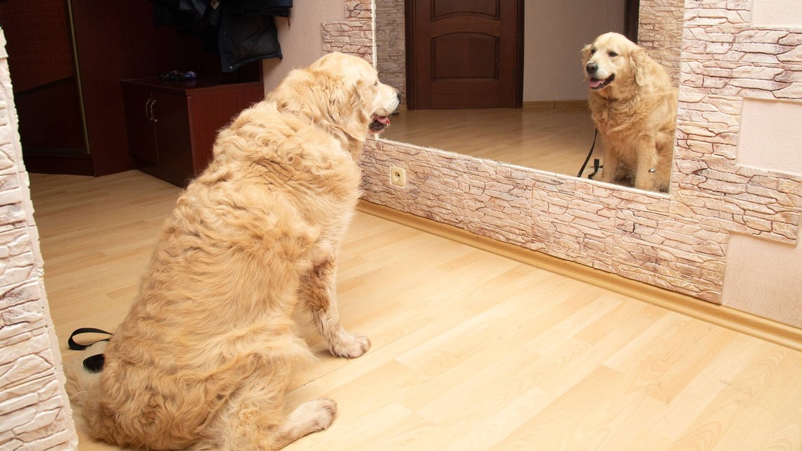 Woman Catches Golden Retriever Admiring Himself in the Mirror, and the Internet Is in Love 