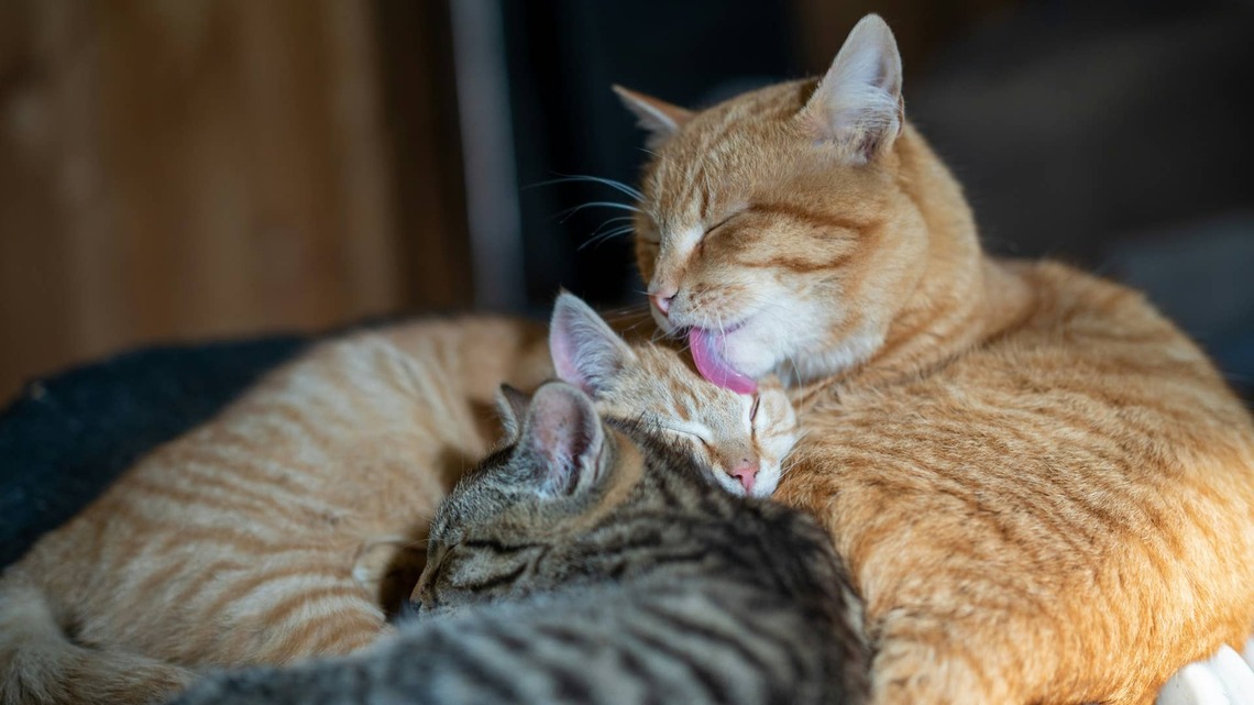 Mother Cats Team Up to Parent Their Litters Because It Really Does Take a Village 