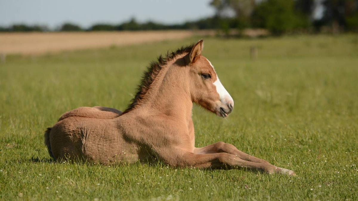 Palomino foal lying down. 