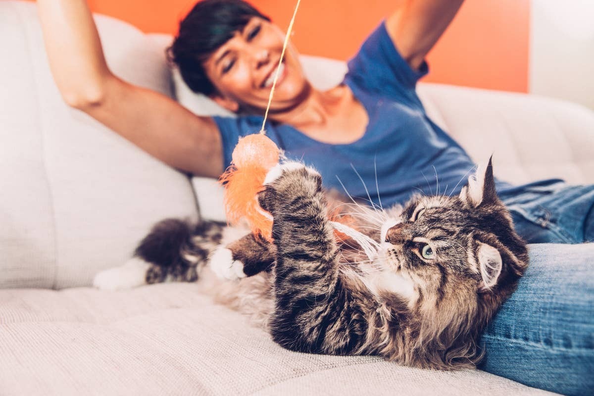  A woman playing with a Siberian cat.