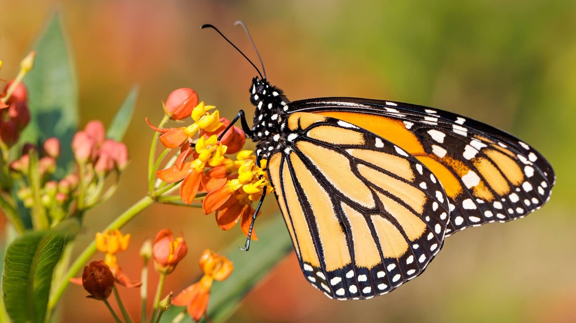 Want More Monarch Butterflies? Plant These Beautiful Flowers 