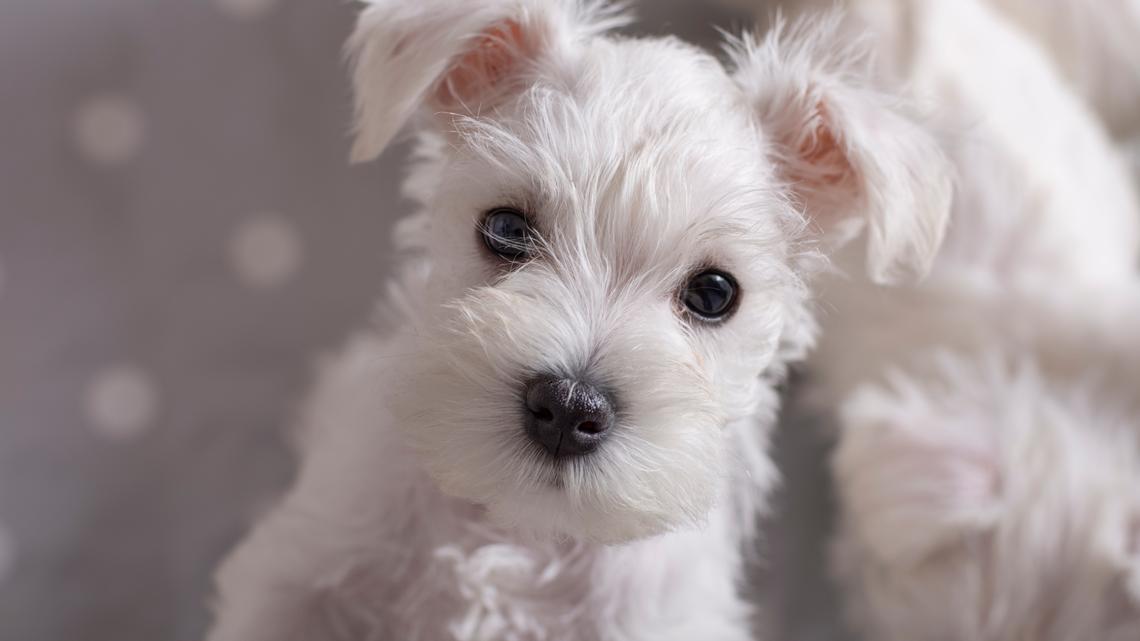 Unusual and Adorable Big-Eared Rescue Pup Looks Like She 'Belongs In a Pixar Film' 