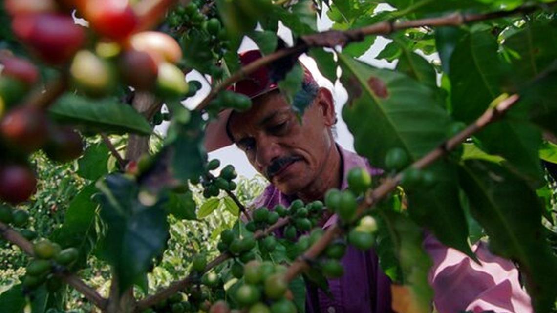 AGRONOMIST INSPECTS COFFE TREE