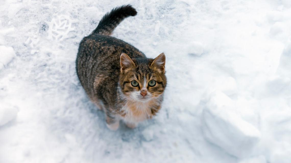 Woman Rescues Cat Trapped in the Snow and the 'Cat Distribution System' Does Its Thing 