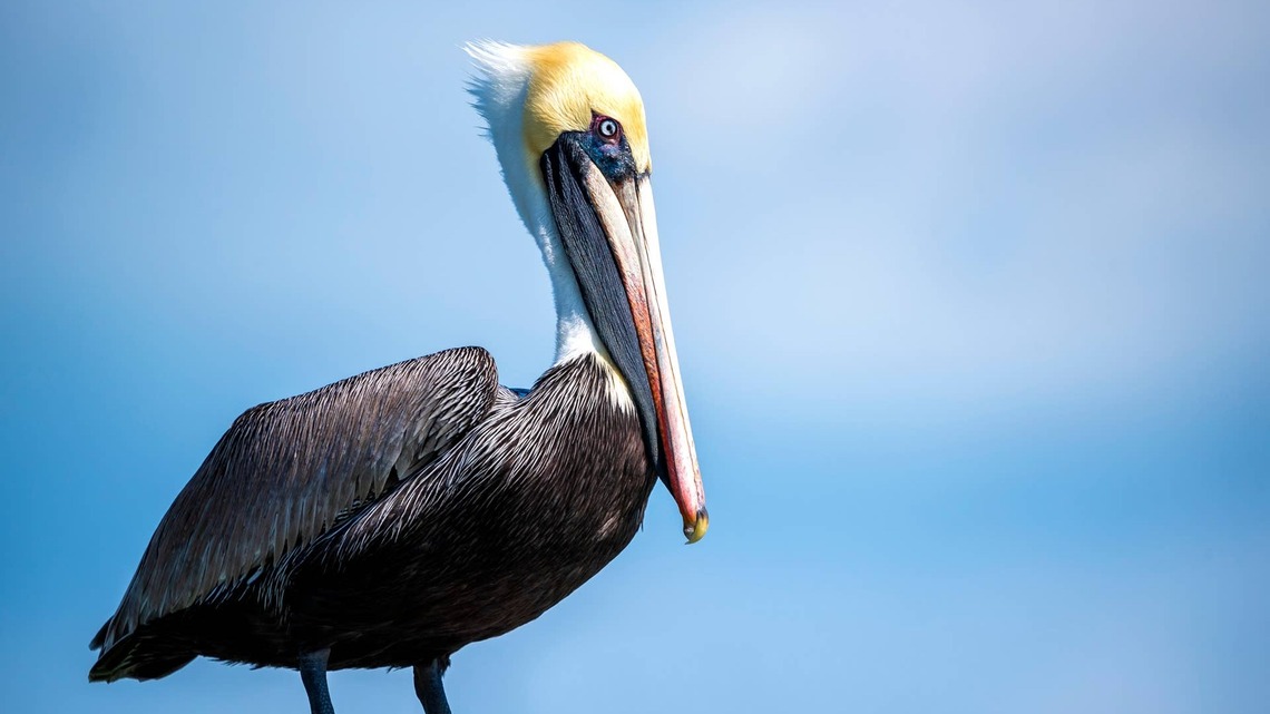 Man Plays Saxophone for a Pelican and the Reaction is Heartwarming