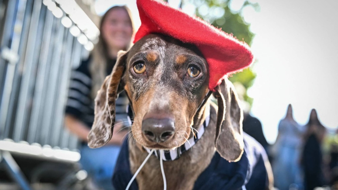 Hundreds of Dachshunds Strut Through Paris for the Ultimate 'Sausage Walk' and Steal Fashion Week 