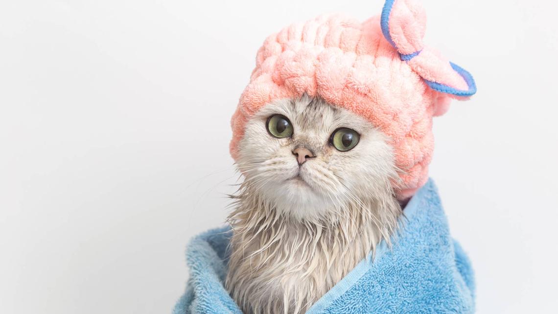 This Cat's 'Emotional Support' Sweater Makes Him Look So Cool, Honestly 