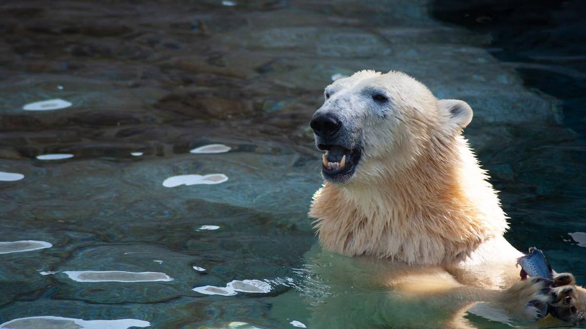 Polar Bear Takes Ice Bath Plunge and People Can't Stop Watching 