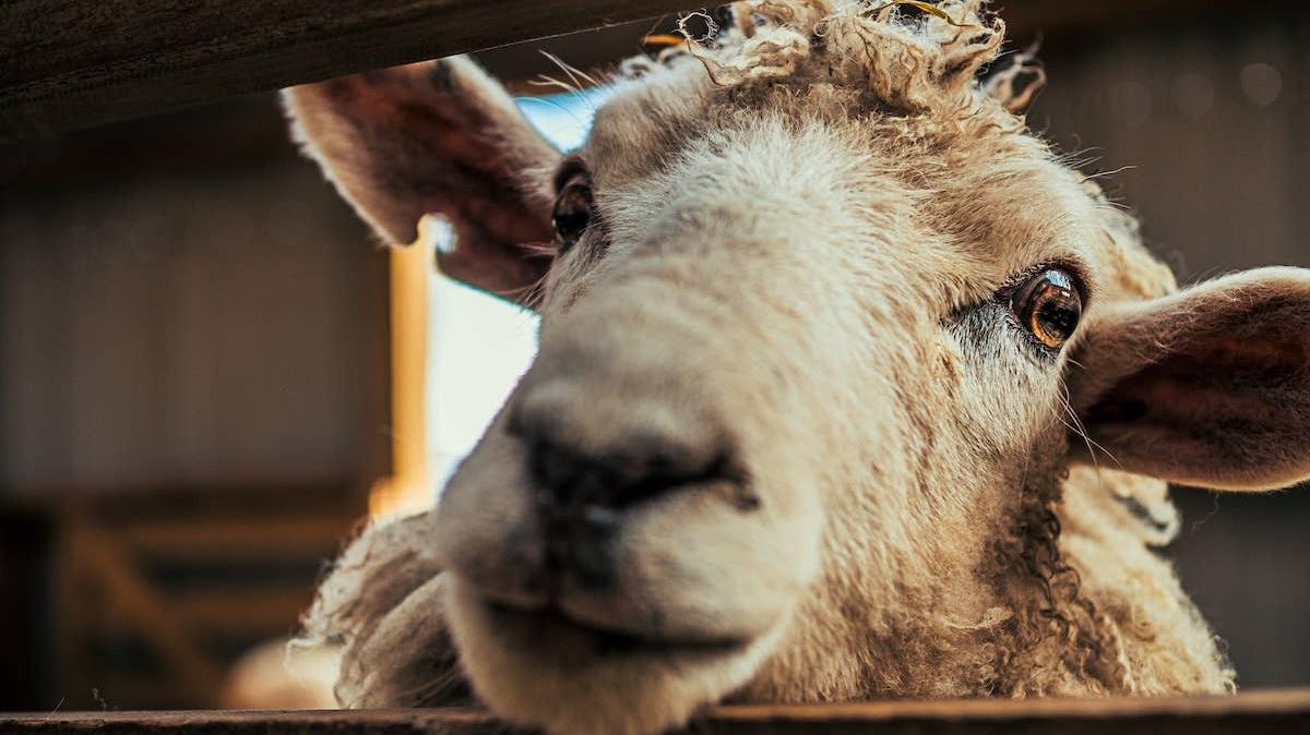 Close-up of a sheep in a barn. 