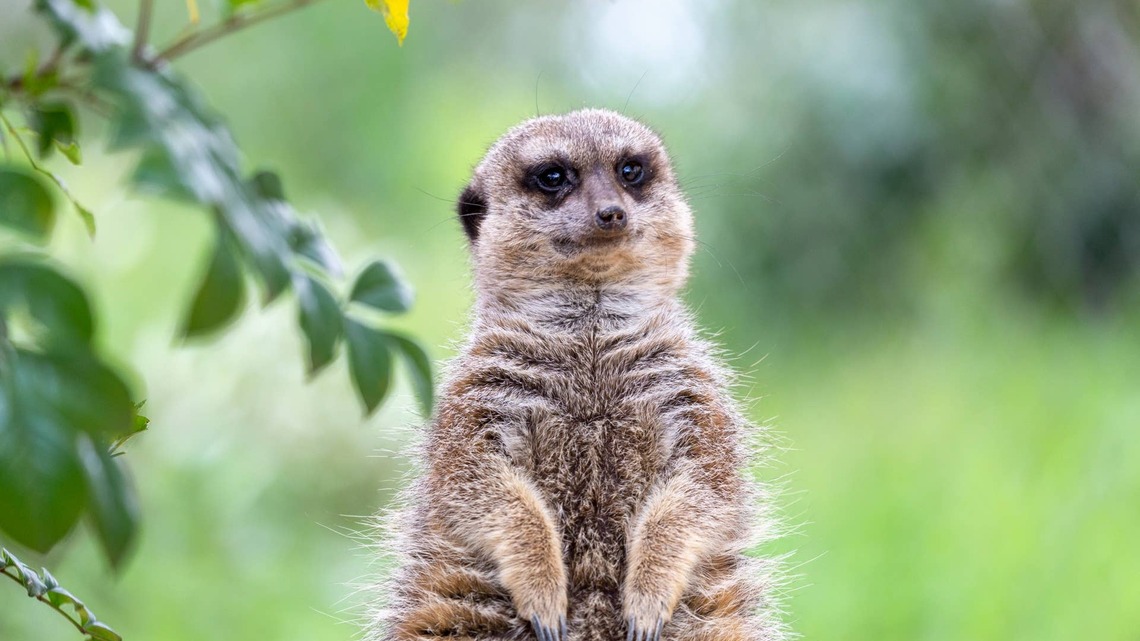 Wildlife Park Gives Meerkats Tiny Lawn Chairs, and They Look Like They're on Vacation 