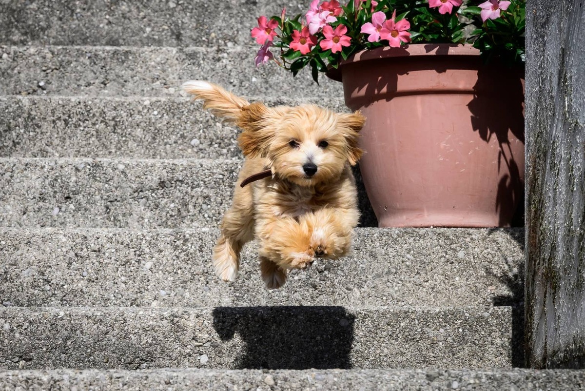  A Teacup Maltipoo jumping through the air.