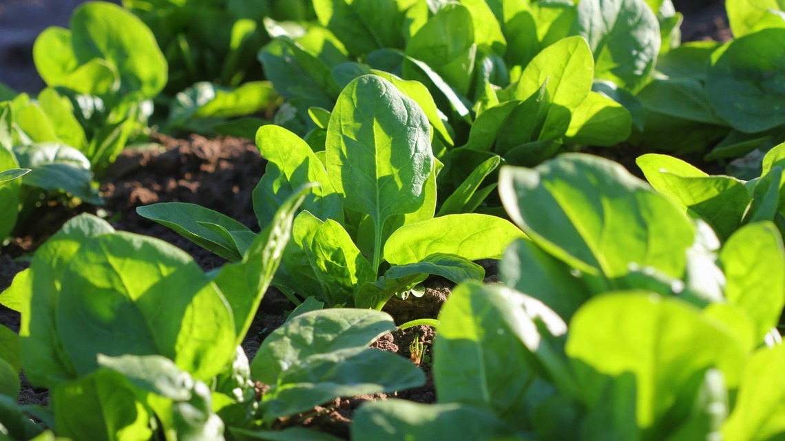 Gardeners Say You Should Plant These 5 Vegetables in Late August for a Fall Harvest 