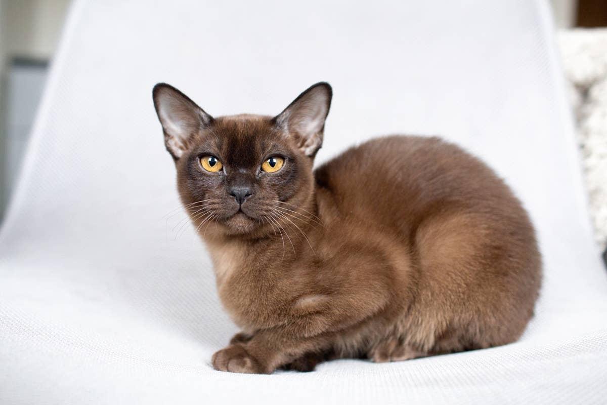  A sweet and friendly Burmese cat resting.