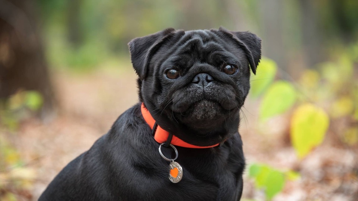 Black Pug's Grumpy Little Face Makes Him Look Like a Real-Life Gargoyle 