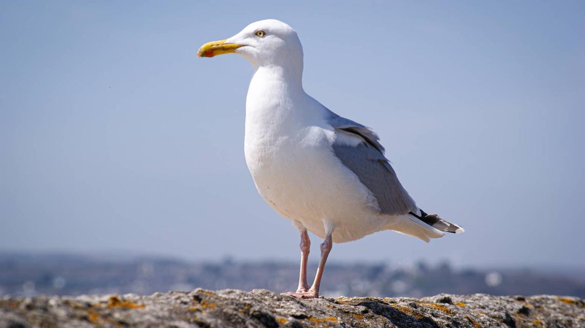 Seagull. 