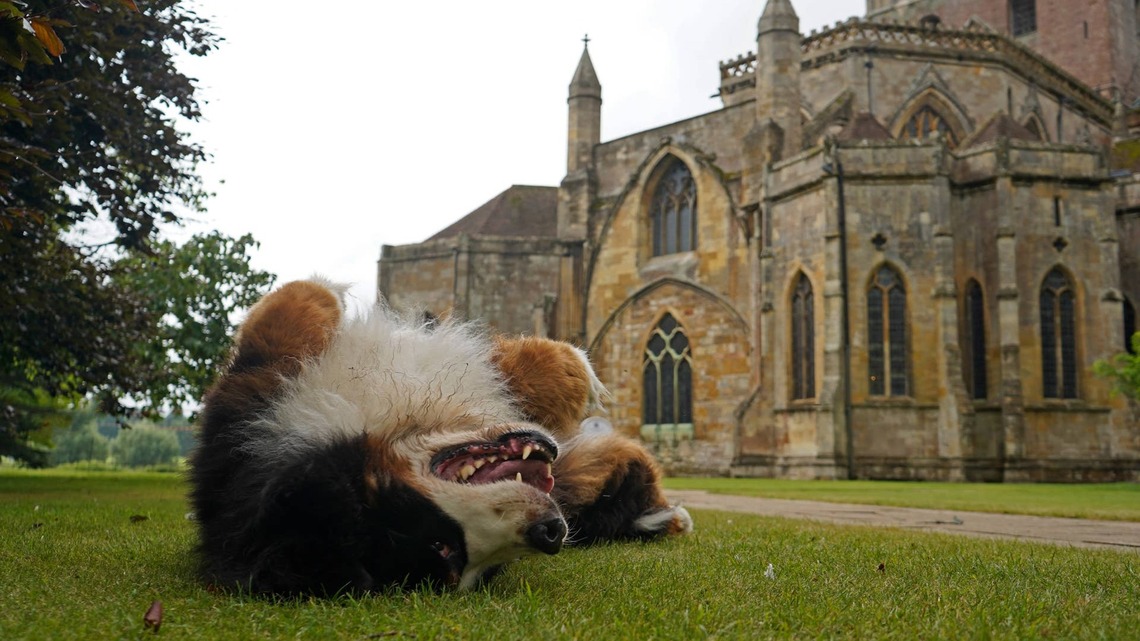 Why Dogs Across Bolivia Went to Church for a Special Blessing on St. Roch's Day 