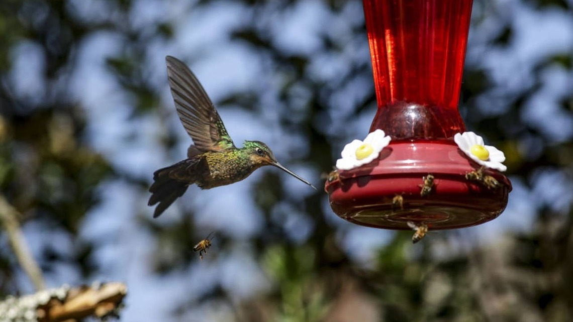 Experts Reveal How to Keep Bees Away From Hummingbird Feeders 