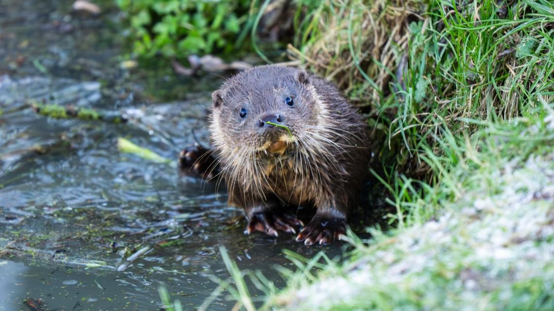 Baby Otter Trying Food for First Time Makes the Most Adorable Sounds We've Ever Heard 