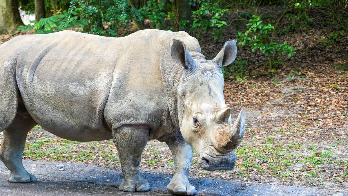 kendi white rhino.