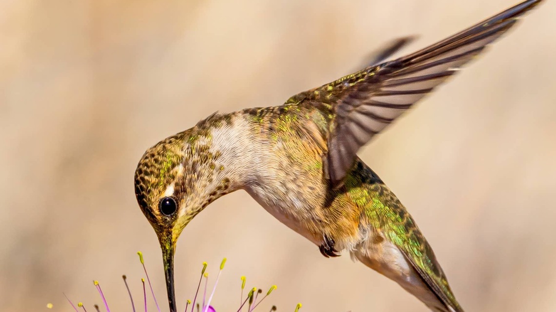 7 Tips for Helping Hummingbirds Prepare for Their Autumn Migration South