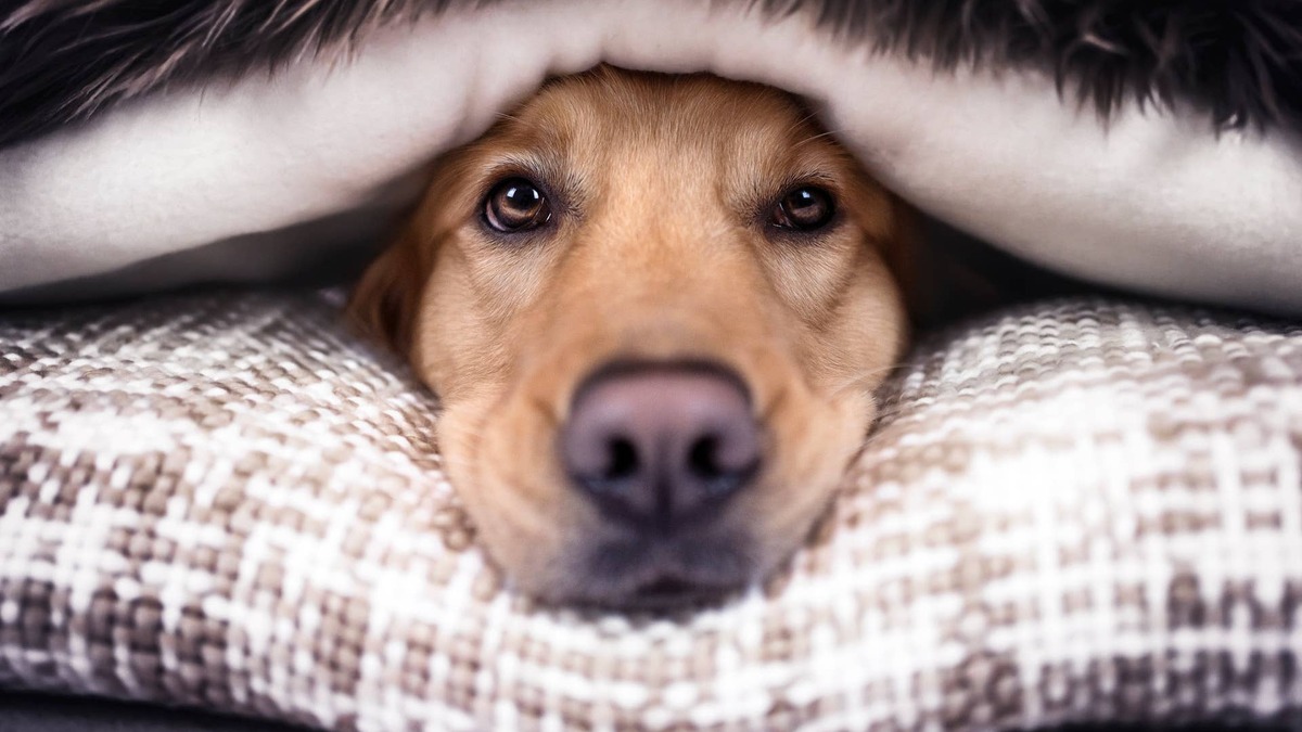 Clever Golden Retriever Steals the Blanket From His Human's Lap for His 'Homemade Bed,' and No One Is Even Mad