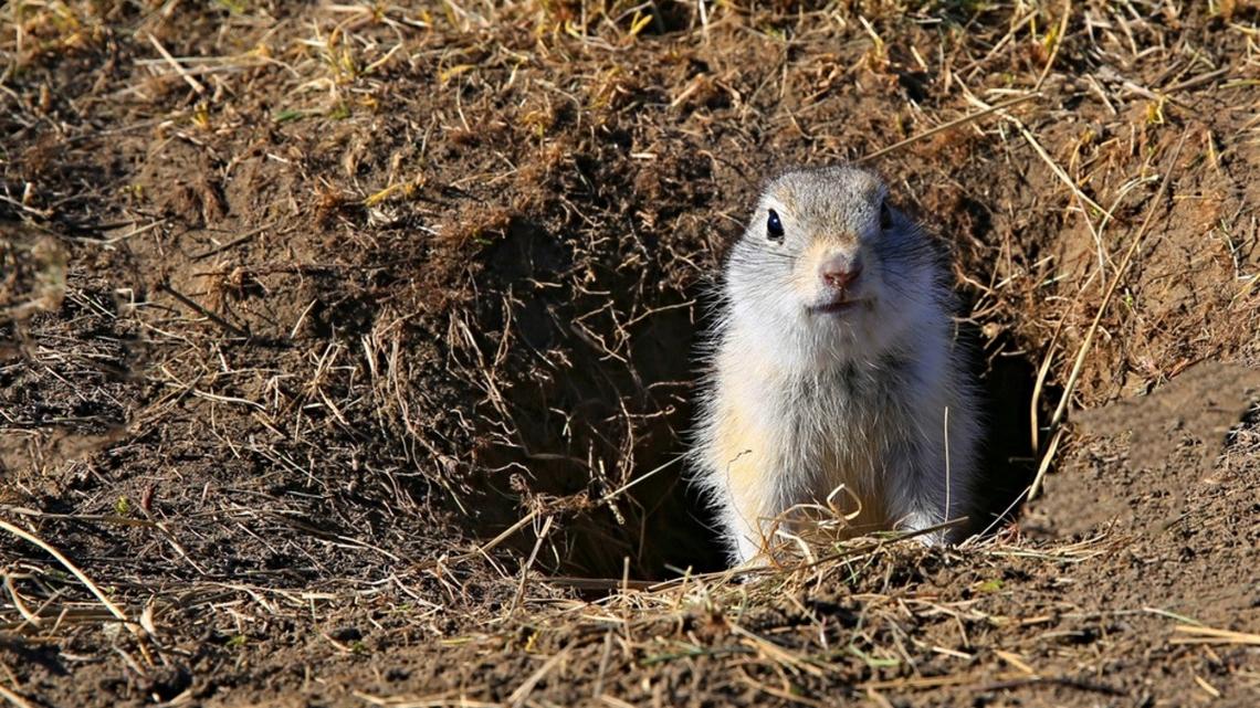 Gopher in hole/burrow.