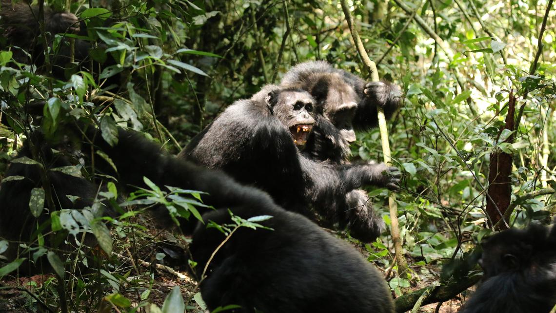 These chimps began the bloodiest 'war' on record. No one knows why.