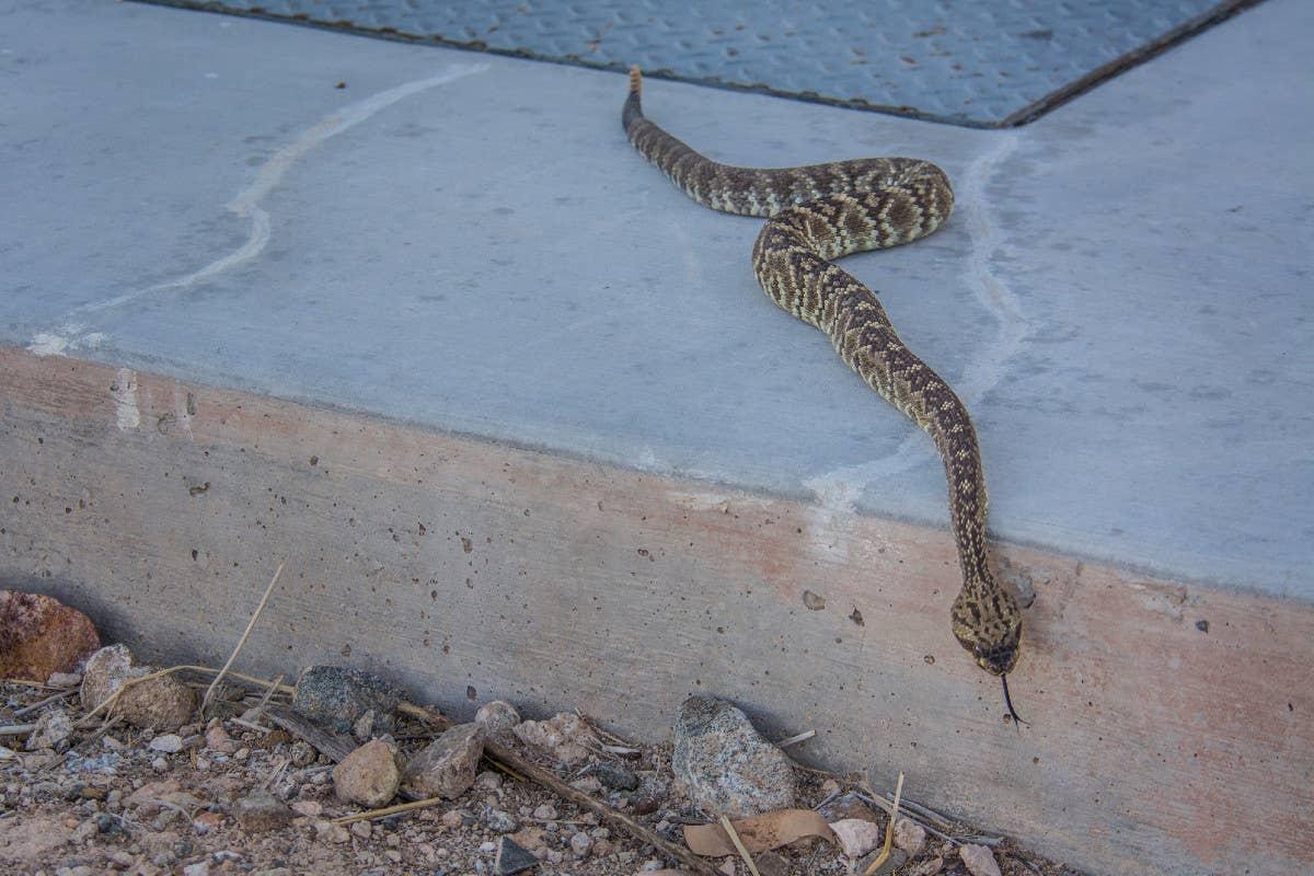 Removing leaf piles and yard clutter helps discourage snake activity.