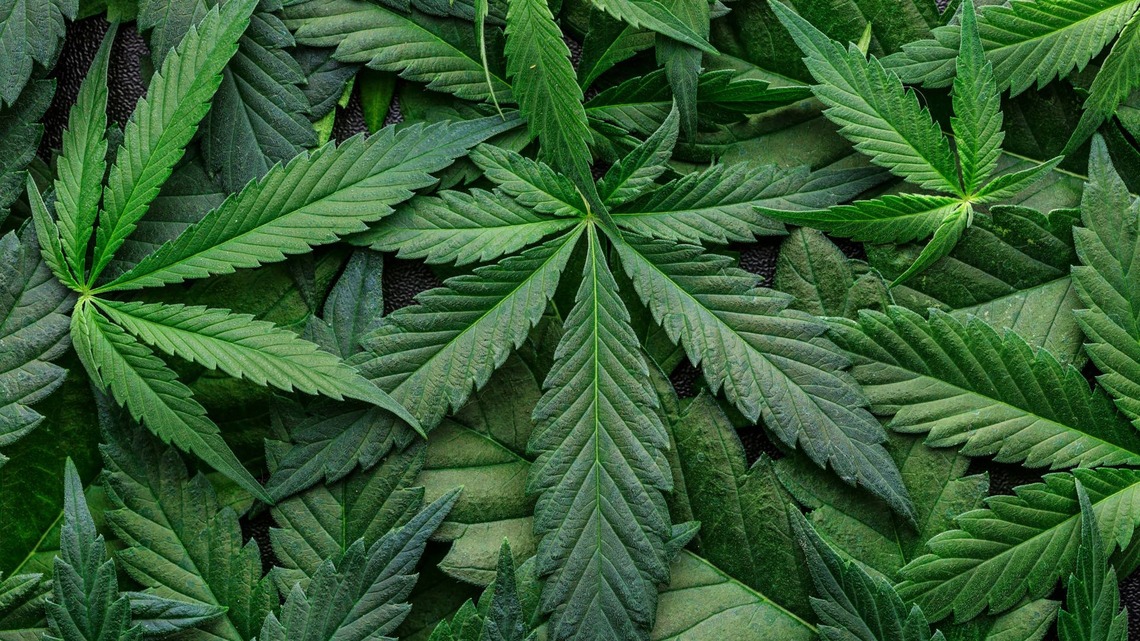 Major cannabis company Parallel closes 2 facilities, cuts 211 jobs 