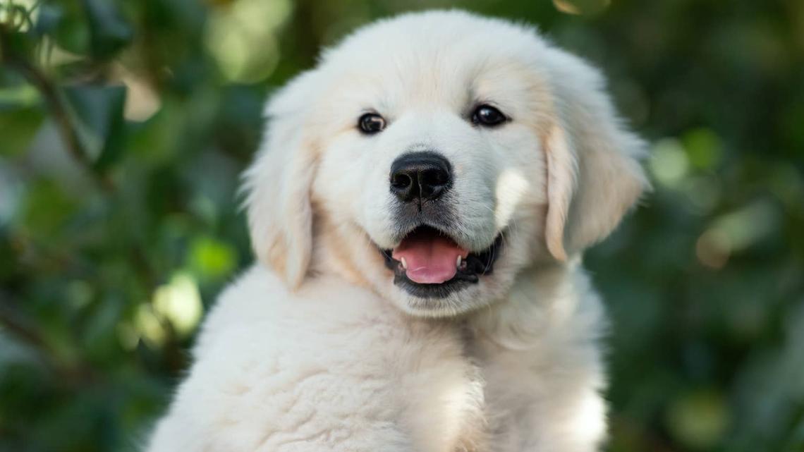 golden retriever puppy. 