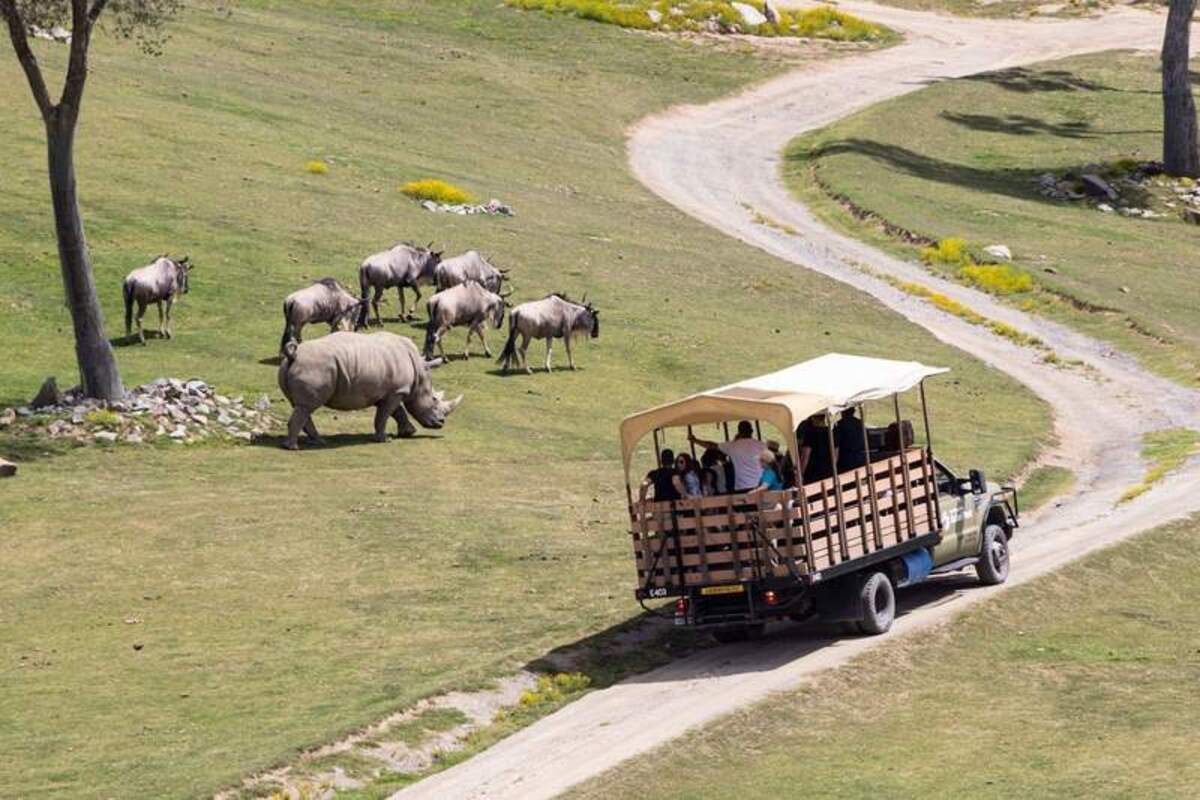  Open-air truck touring the savannah at the San Diego Zoo. Photo credit: San Diego Zoo 