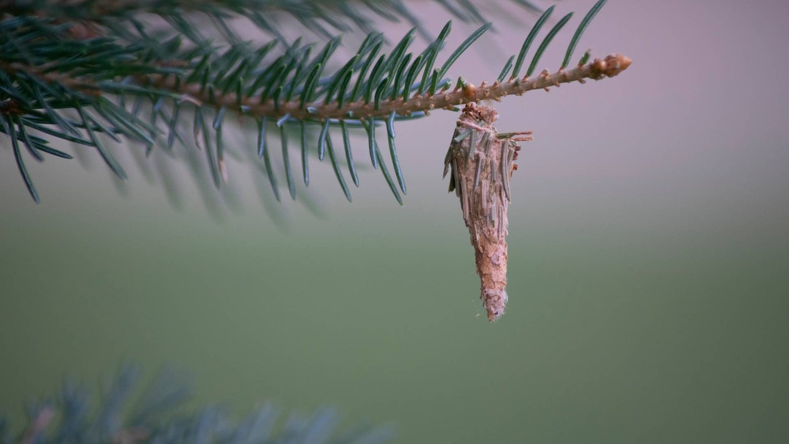 Woman Reveals a Destructive Pest Hiding in Plain Sight on Evergreen Trees