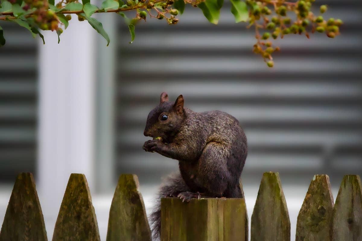  A garden visitor looking for its next meal.